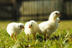 Chicks in garden