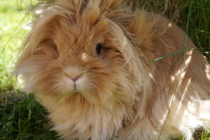 a fluffy brown lionhead bunny rabbit in the shade in a garden