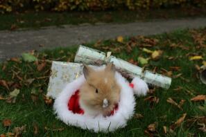 a lionhead bunny rabbit in a Christmas hat surrounded by presents