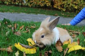 a brown and white lionhead bunny rabbit running around a garden