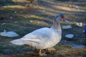 a muscovy duck walking across mud