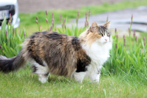 a brown black and white cat stood in a garden