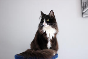 a large black and white cat stood on a stool