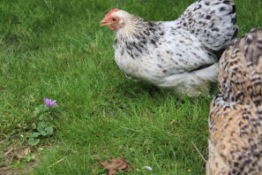 Chickens in garden