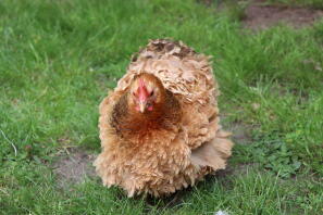 Chicken in garden