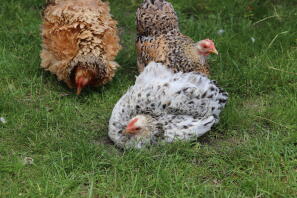 A flock of pekin bantam chickens.