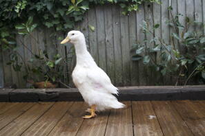 An 11 week old female pekin bantam duck.