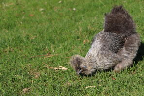 Chicken in garden