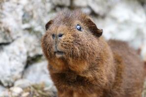 A rex cochon guinea pigs.