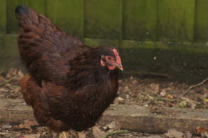 A Rhode Island red chicken called Liberty.