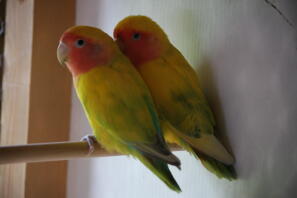 two rosy faced lovebird parrots perched on a wooden stick