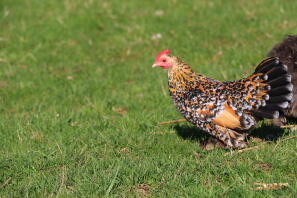 Chicken in garden