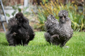 Chickens in Garden