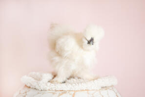 Our Silkie hen Bluebelle