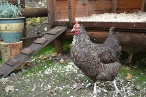 A speckledy chicken walking across some grass