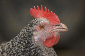 Violet - a handsome spekledy hen.