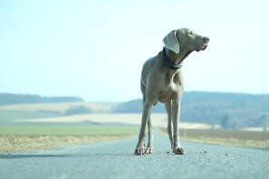 a grey dog stood on a empty road