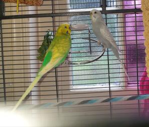 Budgies in cage