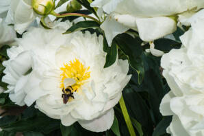 bee on white peony