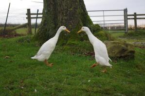 Two indian running ducks looking at each other.