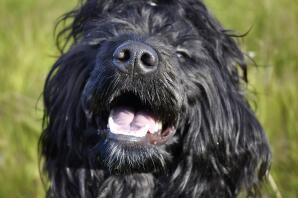 A close up of a portuguese water dog.