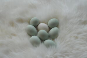 Green eggs from rumpless araucana
