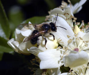 A bee on a flower.