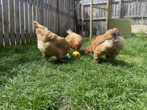 Chickens playing with a toy by 