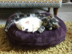 Two cats sleeping in a purple donut shaped bed by 