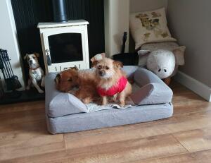 Two small dogs sharing their grey dog bed by 