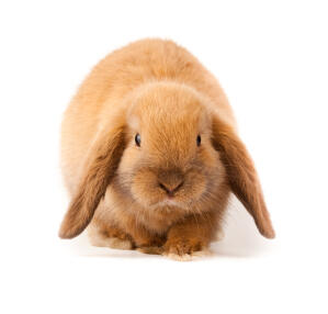 Mini Lop For Sale | Rabbits | Breed Information | Omlet