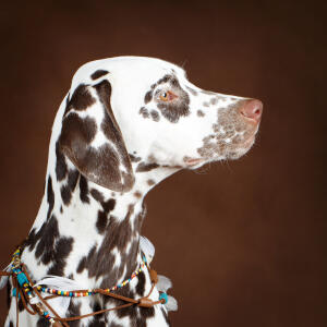 Dalmatian | Dogs | Breed Information | Omlet