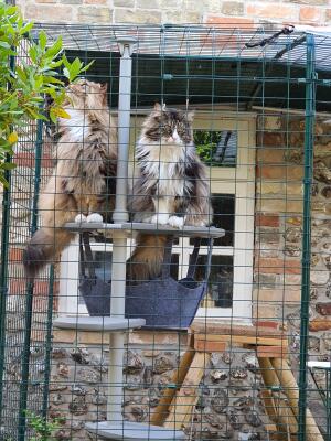 Two large Maine Coon cats sharing the shelf of their outdoor cat tree by 