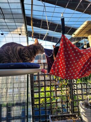 A cat resting on the shelf of his outdoor cat tree by 