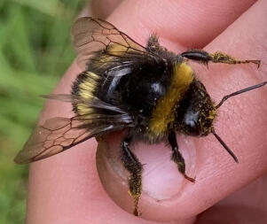 Not a honey bee but my grandson loves all bees!