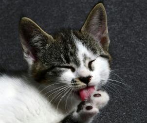 A cat cleaning it's paws.