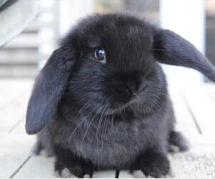 Black Rabbit