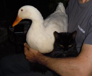 Duck and cat being held