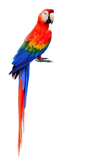 A Scarlet Macaw beautiful, long tail feathers