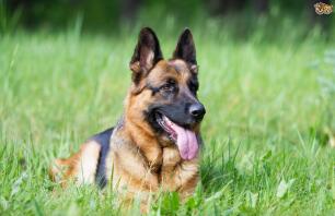 a German Shepard dog sat on grass panting