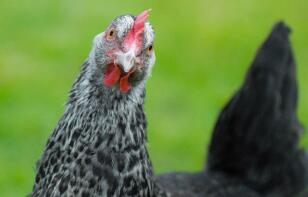 A speckledy pullet looking pretty