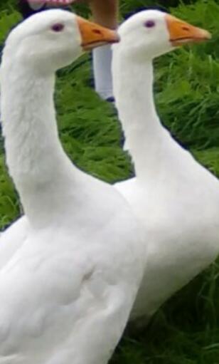 Beautiful Rare Pure Embden Geese