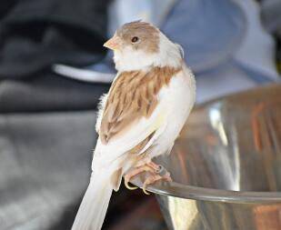 Canary on bowl