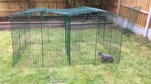 We joined two together to help our bunnies bond - fantastic!