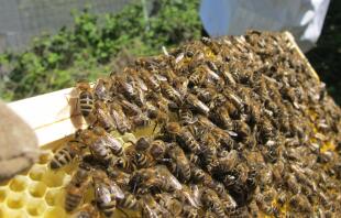 Bees climbing over the honey comb.