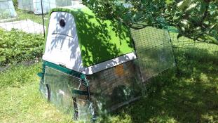 a green go up chicken coop in dappled sunlight with a run attached and a clear cover over the top