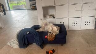 Dog rolling around on Bolster Dog Bed in Midnight Blue with wooden brass capped feet.