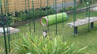 A cat sitting in a large catio set up in a garden.