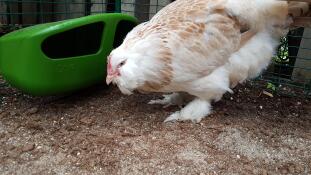 Chicken in run