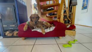 Brown dog lounging on red bolster dog bed, surrounded by his toys